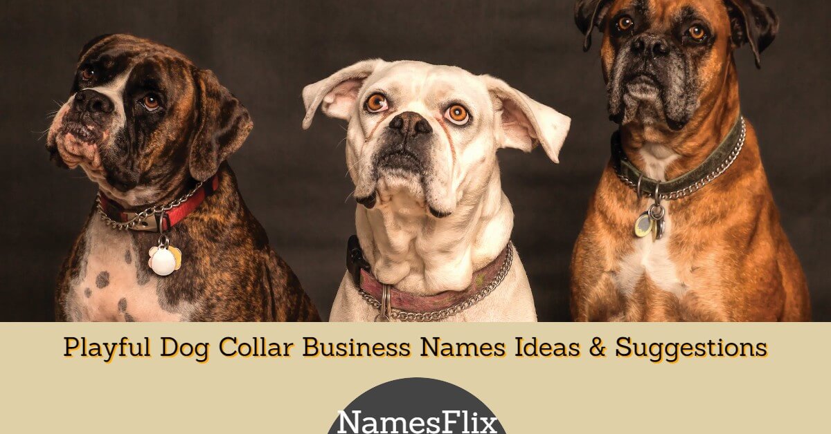 Dog Collar Business Names: 1000+ Playful Names Suggestions