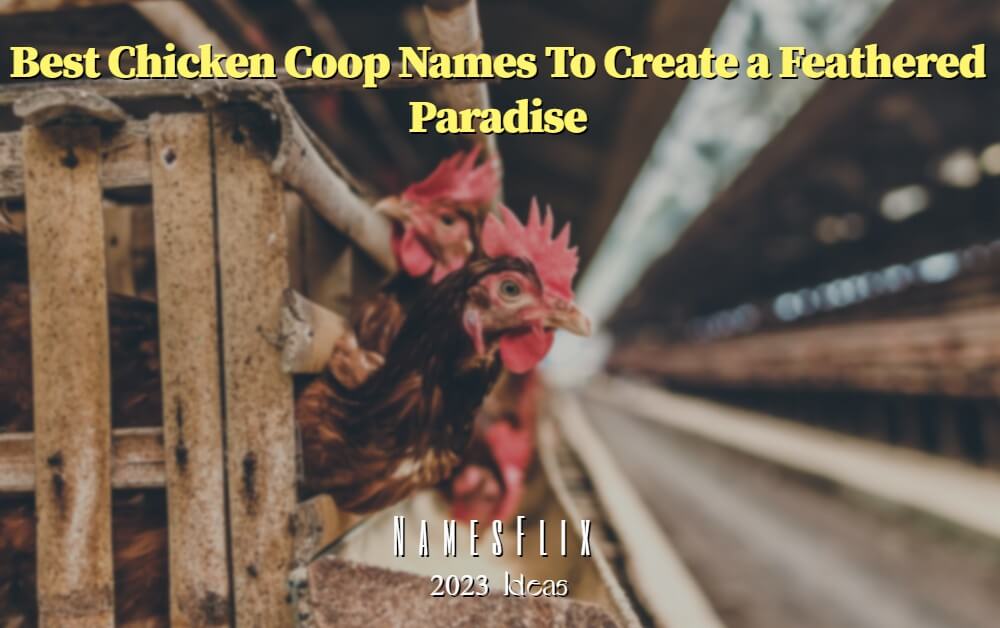 950+ Best Chicken Coop Names to Create a Feathered Paradise