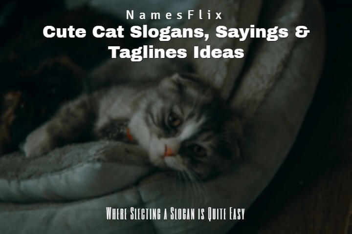 713+ Cute Cat Slogans, Sayings & Taglines Ideas