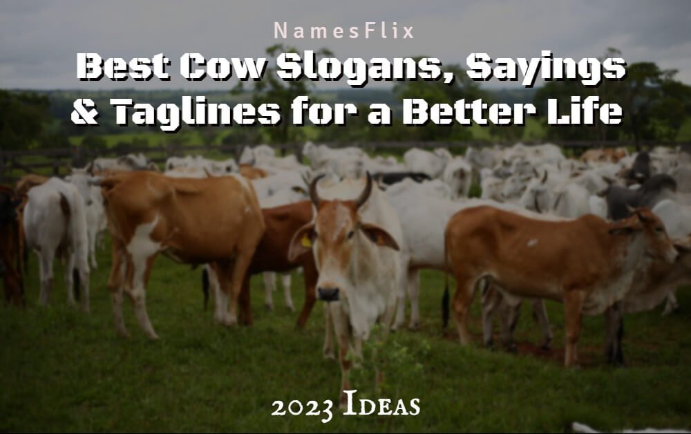 615+ Best Cow Slogans, Sayings & Taglines for a Better Life